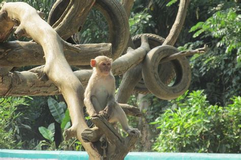 Monkey Tree Zoo - Free photo on Pixabay