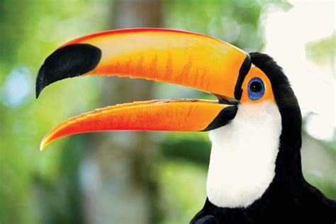 Toucan | Brightly Colored Bird of the Neotropics | Britannica