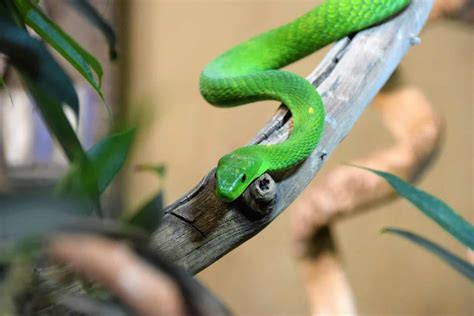 Snake Removal 101: How To Keep Snakes Out Of Your Garden - 1001 Gardens