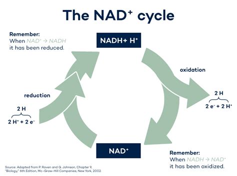 What is NAD? | FutureYou Cambridge