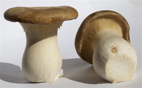 Pleurotus eryngii: Health Benefits of The King Oyster Mushroom