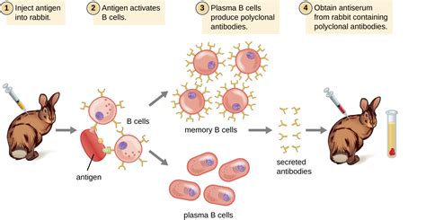 20.1: Practical Applications of Monoclonal and Polyclonal Antibodies ...