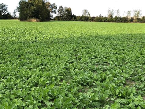 Oilseed radish (cover crop) | A field of oilseed radish, a c… | Flickr