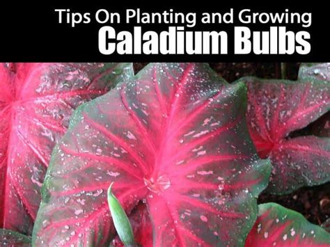 Your Complete Guide To Planting And Growing Caladium Bulbs