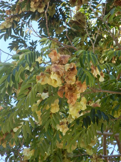 SEINet Portal Network - Pterocarpus