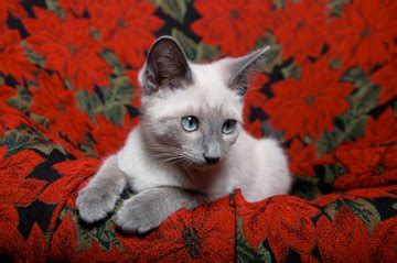 Lilac Point Siamese Cats