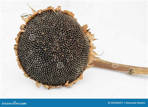 Sunflower Head with Seeds on a White Background Stock Image - Image of ...