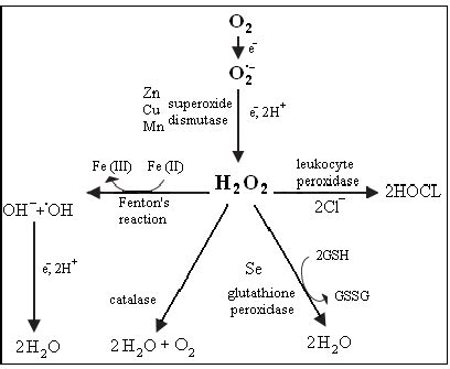 Superoxide radical anion as a source of other reactive oxygen species ...