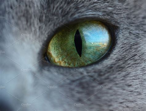 Reflection of street in cat eye | High-Quality Animal Stock Photos ...