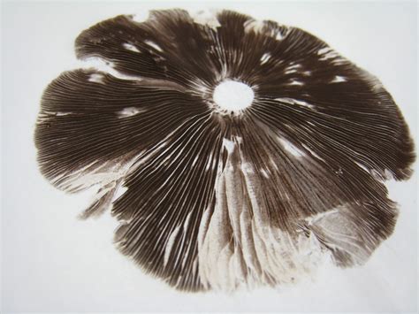 Lynn Corsi Bland: Mushroom Spore Prints