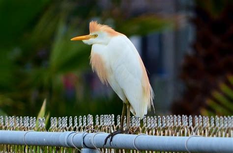 Cattle Egret Breeding Plumage Photograph by Debra Martz