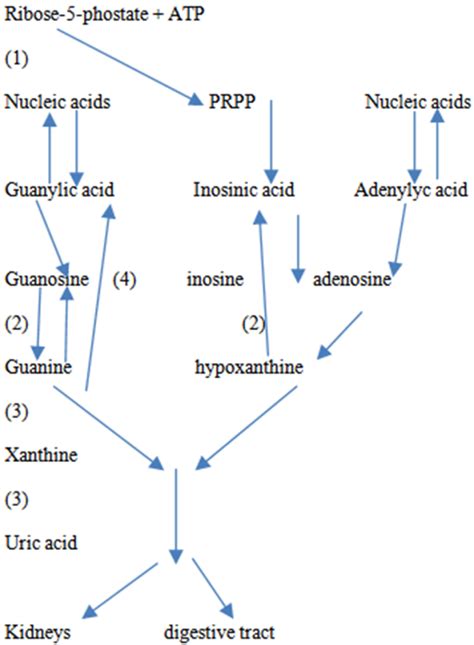 Figure 1. Production and excretion of uric acid. 1, PRPP synthetase; 2 ...