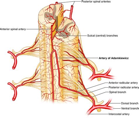 2 Spinal arterial anatomy showing the artery of Adamkiewicz [11 ...