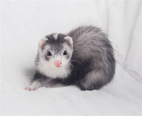 Rare Ferret Colors