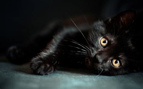 Black Cat HD Desktop Wallpapers - Top Free Black Cat HD Desktop ...