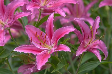 9 Types of Garden Lilies to Grow in Your Garden