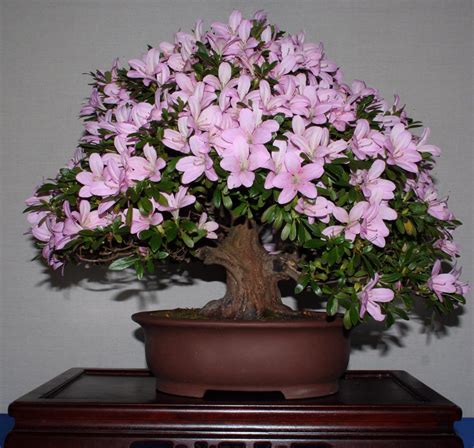 Amazing Azalea Tree Bonsai Check it out now | leafyzen