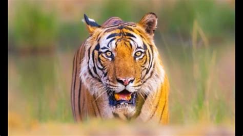 Man mauled by wild animal in Pilibhit, tiger attack suspected | Latest ...