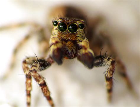 beautiful jumping spider | with orange fangs | BrunoSchalch | Flickr