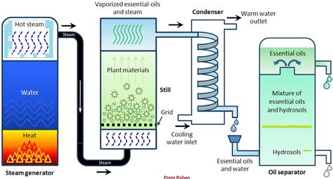 How to extract and refine of essential oil from tea tree (Melaleuca ...