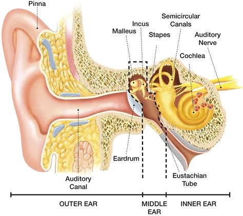 Structure Of The Ear Diagram And What Each Part Does Structu