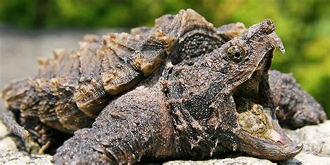 Alligator Snapping Turtle | National Wildlife Federation