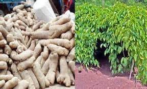 YAM PRODUCTION BUSINESS PLAN IN NIGERIA