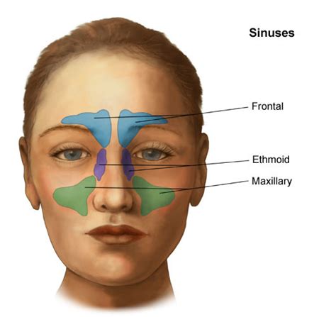 Anatomy and Physiology of the Nose and Throat