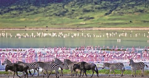 Animals in Ngorongro crater: - wildlife in ngorongoro crater