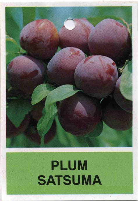 Plum Satsuma Buy Plum Satsuma A Popular Japanese Blood Plum That