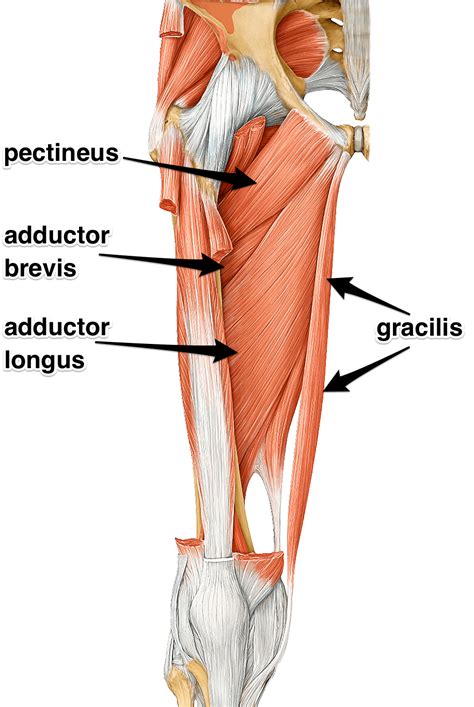 Adductors: What are the adductor muscles attachments and actions?