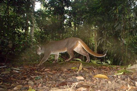 Roadmap for better protection of Borneo’s cats and small carnivores ...