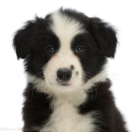 Dog: Black-and-white Border Collie puppy photo WP46845