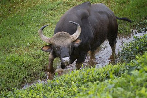 A tall and muscular Indian Gaur bull | See the complete set … | Flickr