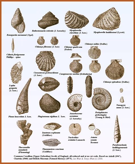 Alfa img - Showing > Shell Fossils Identification