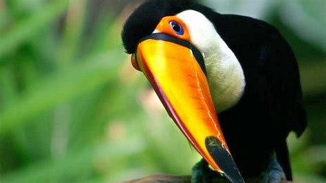 Toco Toucan Bird High Quality HD Wallpapers - All HD Wallpapers