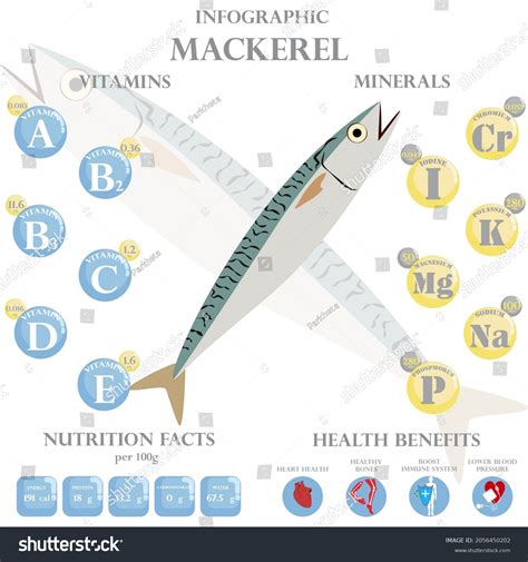 Mackerel Nutrition Facts Health Benefits Infographic Stock Vector ...