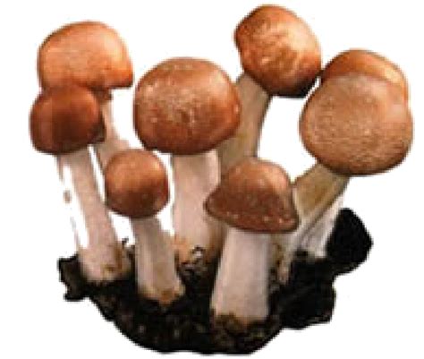 Health Benefits of Agaricus Blazei. – Vitality Mushrooms