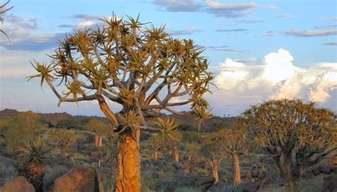 Interesting Facts About Desert Plants | Sciencing