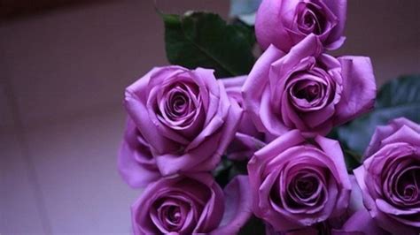 Purple Roses - Wallpaper, High Definition, High Quality, Widescreen