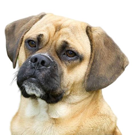 Puggle Puppies For Sale • Adopt Your Puppy Today • Infinity Pups