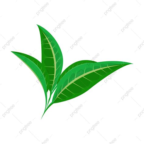 Daun Teh PNG Transparent Images Free Download | Vector Files | Pngtree