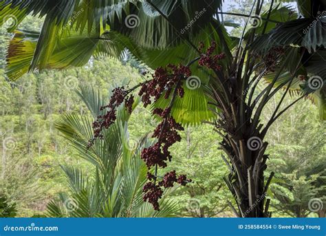 Cluster of the Palas Palm Fruit Tree Stock Photo - Image of palas, asia ...