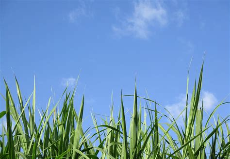 Tall Grass Field Wallpaper