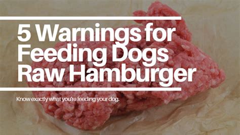 5 Warnings for Feeding Dogs Raw Hamburger Meat