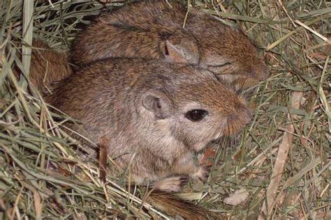 Gerbil Breeds: 8 Types Of Gerbils & Their Characteristics