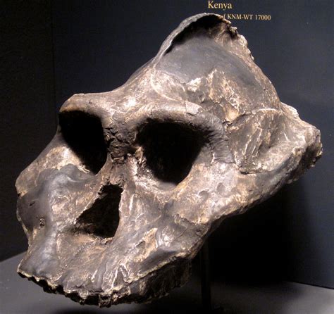 Paranthropus aethiopicus - Alchetron, the free social encyclopedia