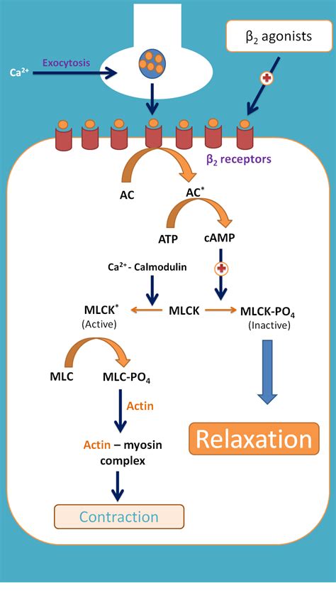 Beta adrenergic receptor agonists