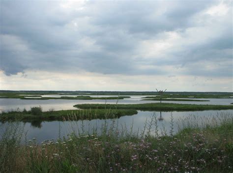 Free picture: swamp, water, landscape