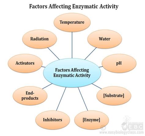 Factors Affecting Enzyme Activity | EasyBiologyClass